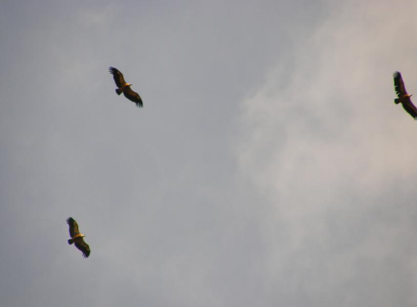 Sentier Martel (Verdon)