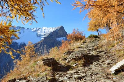 Sentier dans les mélèzes.