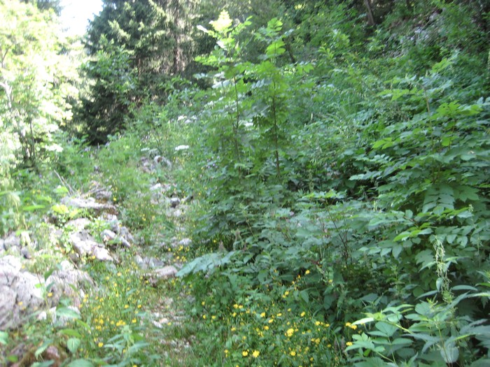 Sentier de la Cochettte