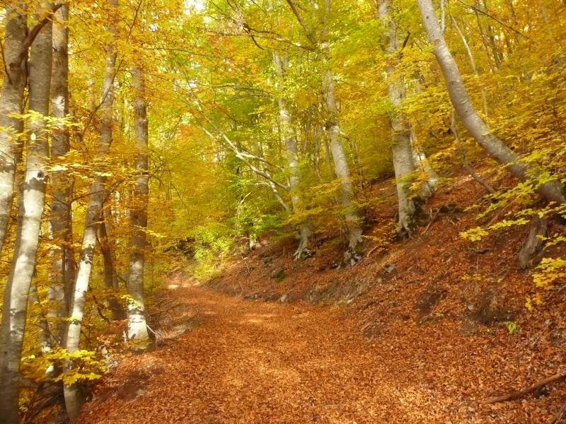 Sentier en sous-bois illuminés