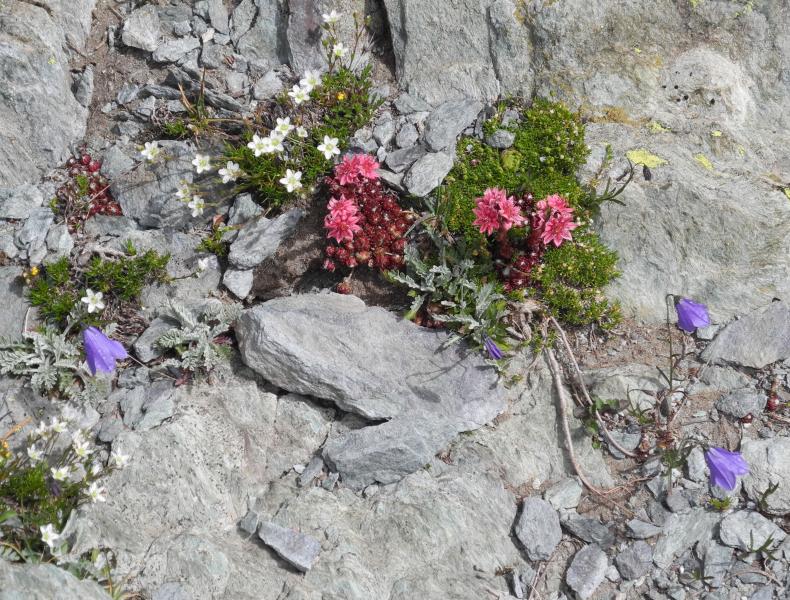 Sentier fleuri