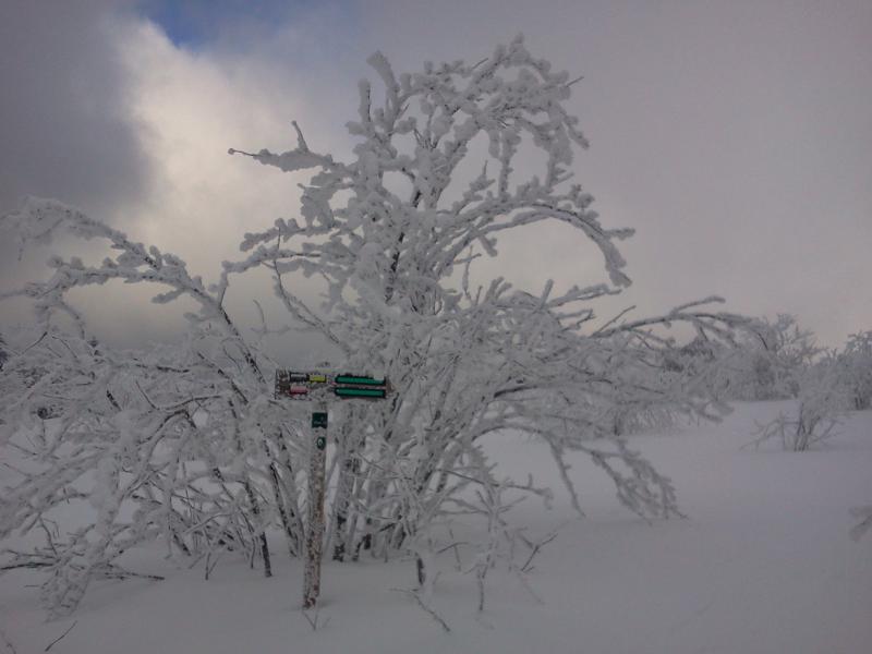 Sortie de la foret