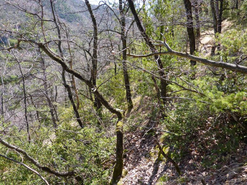 Sous le niveau des branches