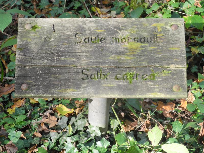 Sur l'ancien sentier botanique