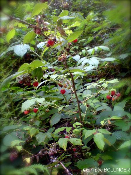 Sur le chemin retour