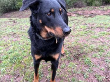 Balade l’après-midi avec Thalie 🐕