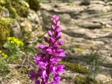 La Cadiere dans la série en « passant »