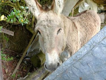 🇺🇦 Marche récupération
