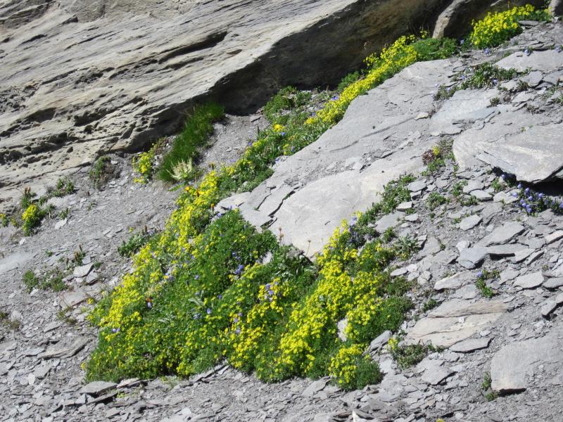 schistes fleuris