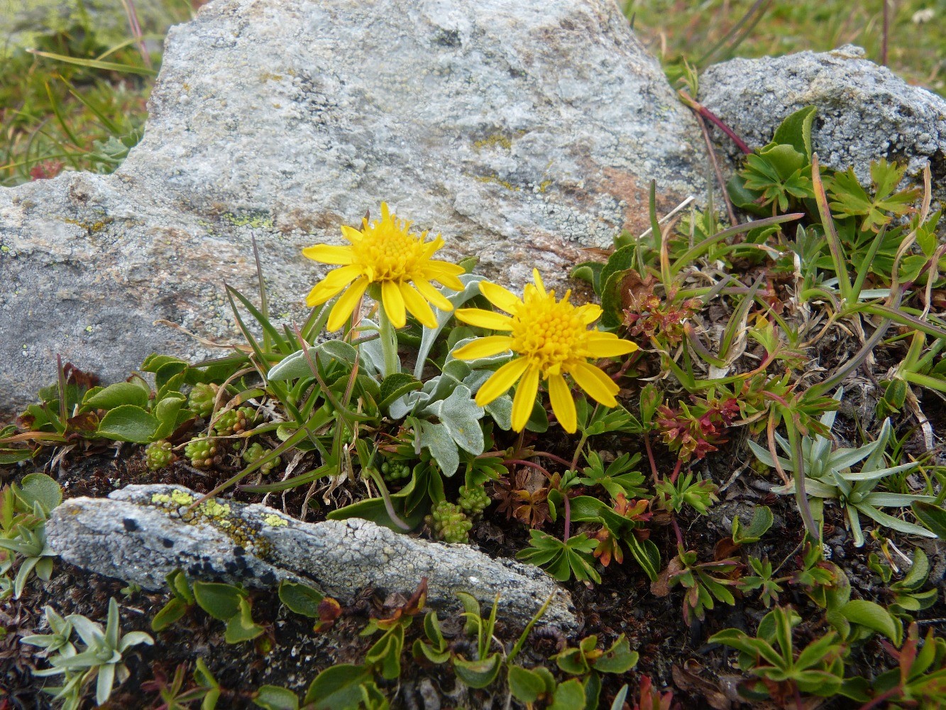 SÃ©neÃ§on de Haller (Senecio halleri) AsrÃ©racÃ©es