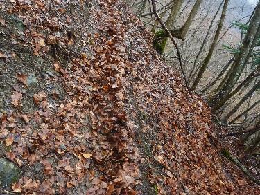 Sentier composÃ© surtout de feuilles....