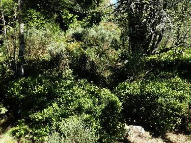 Sentier d&apos;accÃ¨s Ã  la falaise du Rocher Tourte