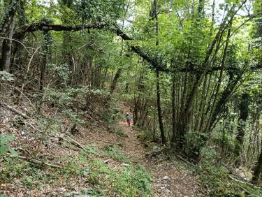 Le sentier dans la forêt 
