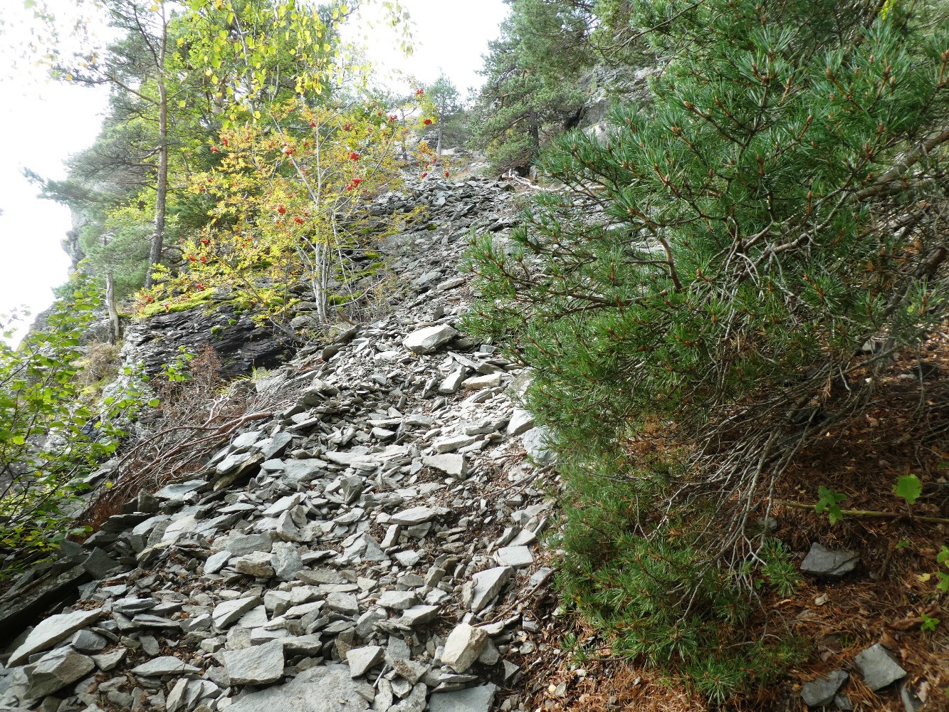 Sentier raide et phonolites de Peyre de Bard