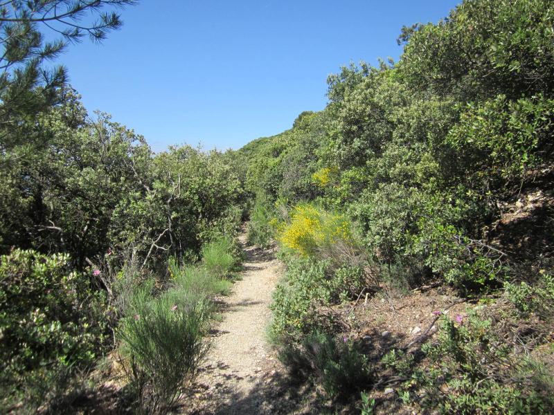 sentier
