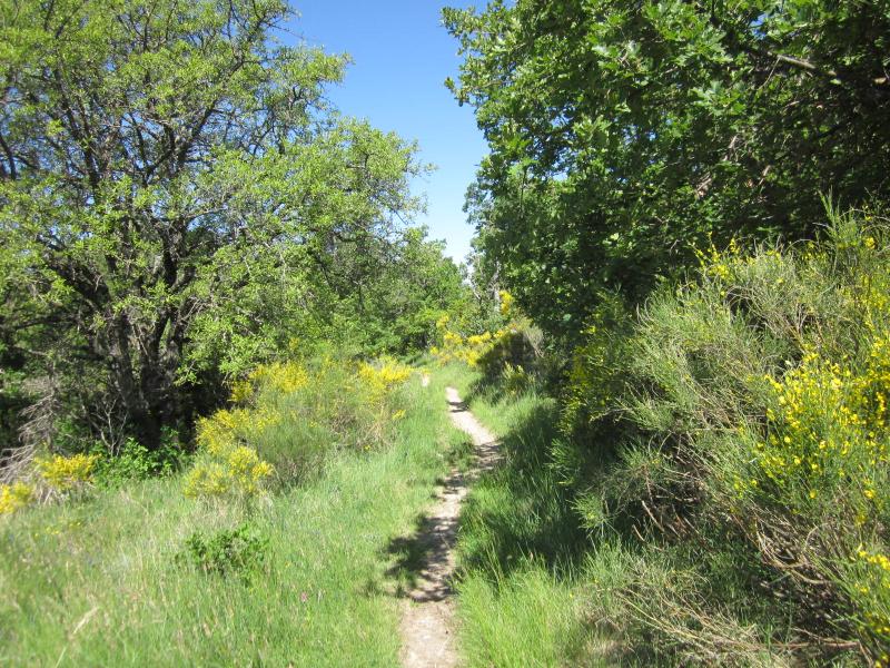 sentier fleuri