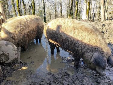 Le site de la vieille branche 