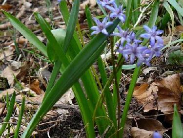 Scille à deux feuilles