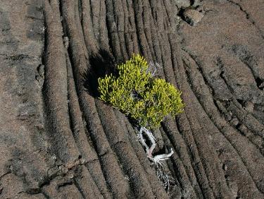 Pas que du minéral...