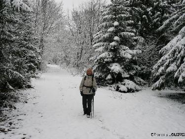 Dans le Bois de l'Allier