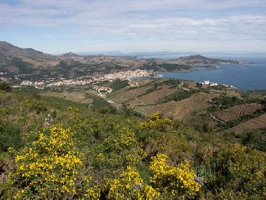 Banyuls
