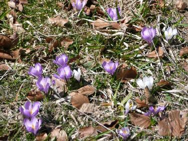 Crocus près du refuge d&apos;Ambel