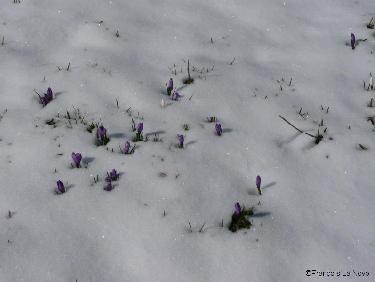 Crocus sortant de la neige fraiche