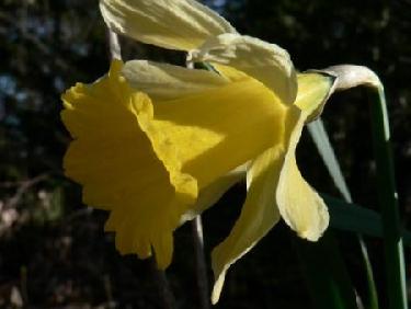 Jonquille des Grands Crêts