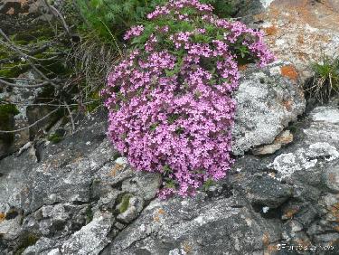 Couleurs sous la grisaille du ciel