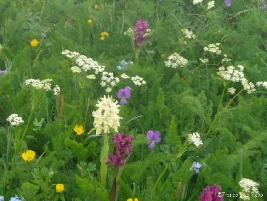 Explosion de couleurs