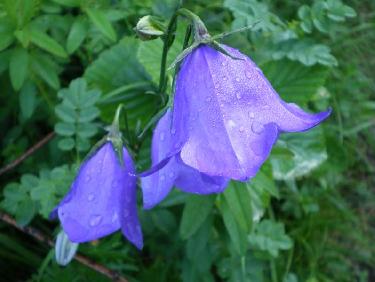 Campanules