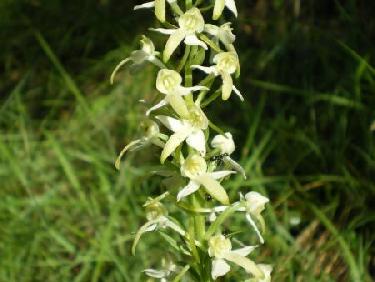 Orchis bifolia