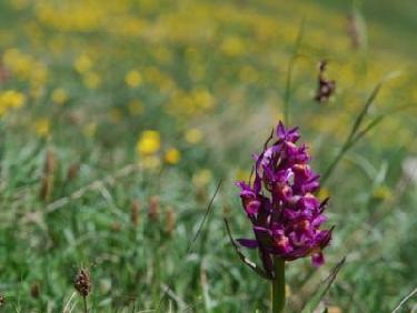 Vallon des aiguilles