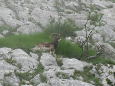 Un Mouflon
