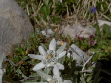 Edelweiss