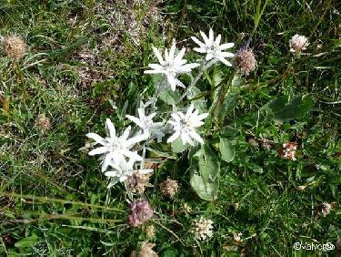 Edelweiss
