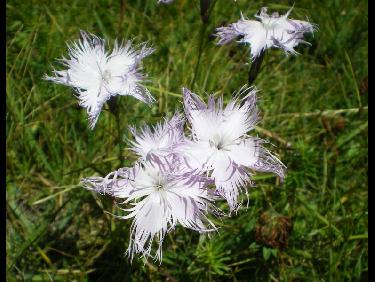 Oeillet de Montpellier