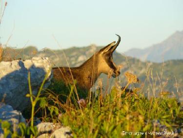 Chamois