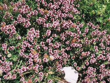 Lunaires, les PrÃ©alpes de Digne ?