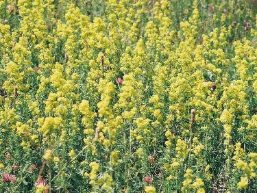 MinÃ©rales, les PrÃ©alpes de Digne ?