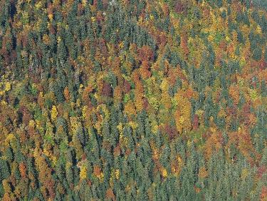 Forêt chartrousine en automne
