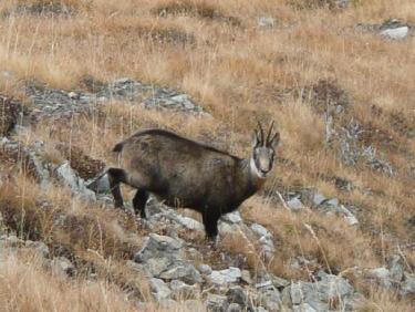 Chamois