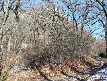 Bifurcation pour l'arête sud