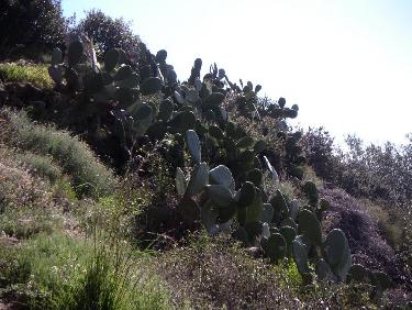 cactus geant