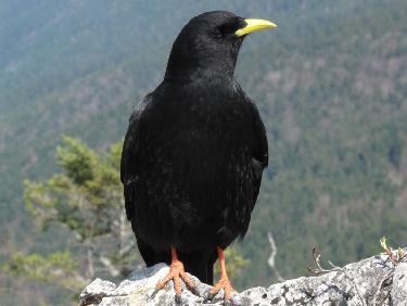 Chocard à bec jaune