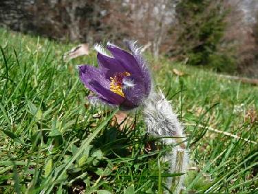 Anémone pulsatille