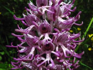 Orchis singe