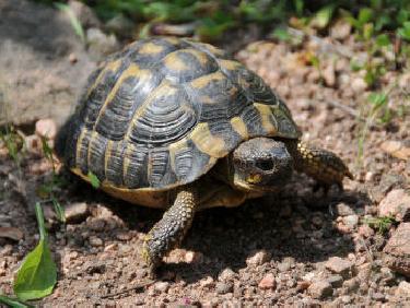 La tortue de Hermann