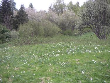 prairie de l'Echaillon