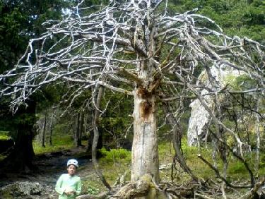 Quel arbre étrange...